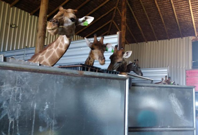 Girafas foram traficadas do África do Sul Divulgação/Polícia Federal