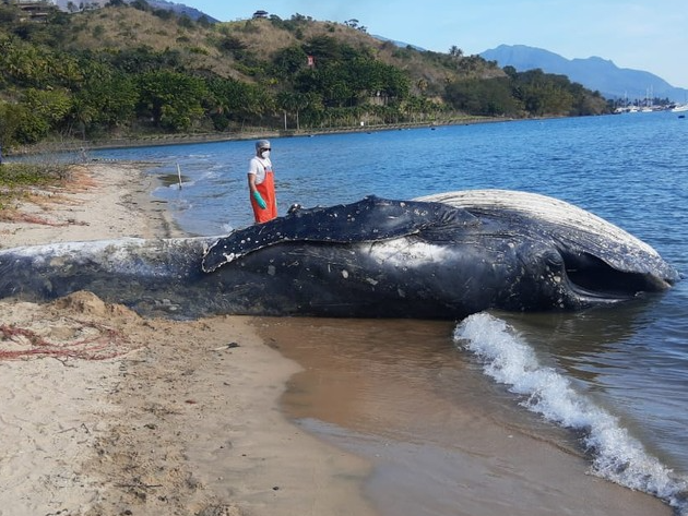 Segunda Baleia Jubarte é enterrada na Praia de Barreiros, em Ilhabela Divulgação/Instituto Argonauta