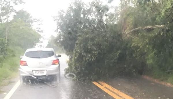 Chuva derruba árvores e atrapalha trânsito em Lagoinha