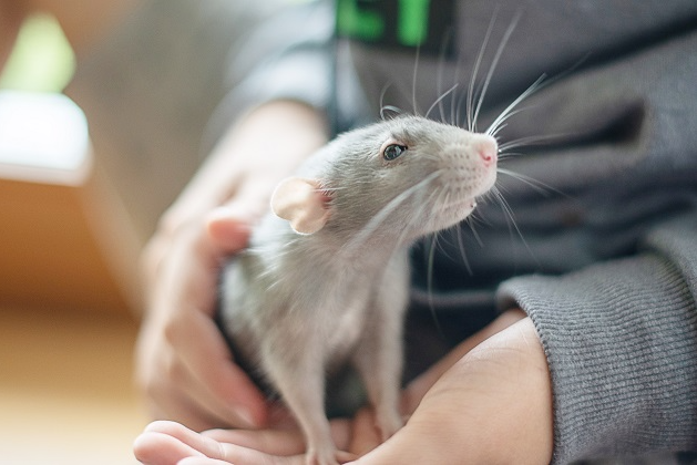 Como é ter um rato twister em casa? Veterinária explica