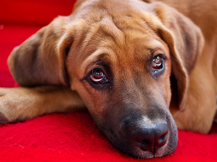 Dois cachorros de Curitiba estão com vírus SARS-COV-2, indica estudo da UFPR Unsplash