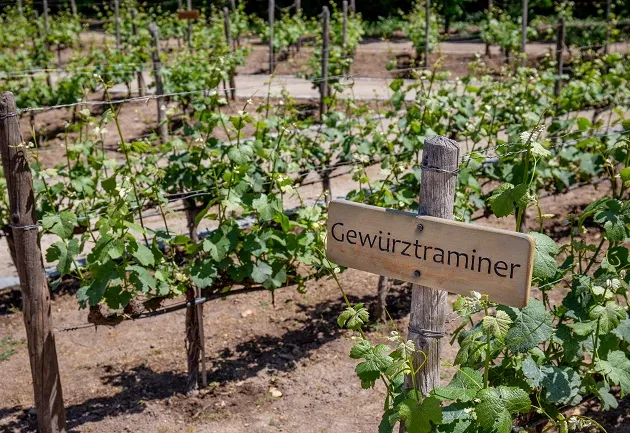 Conheça a Gewürztraminer, uva alemã que produz vinhos superaromáticos