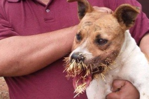 Um cachorro no RS passou por um caso semelhante  Reprodução/Sempa 