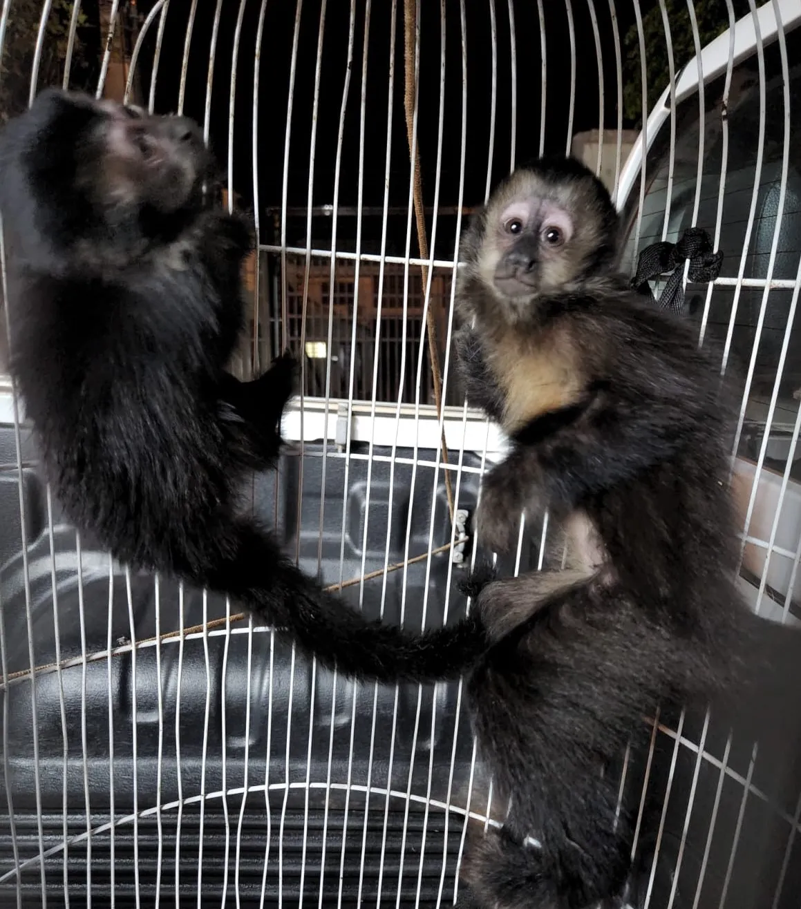 Casal é flagrado criando macacos dentro de casa em Birigui