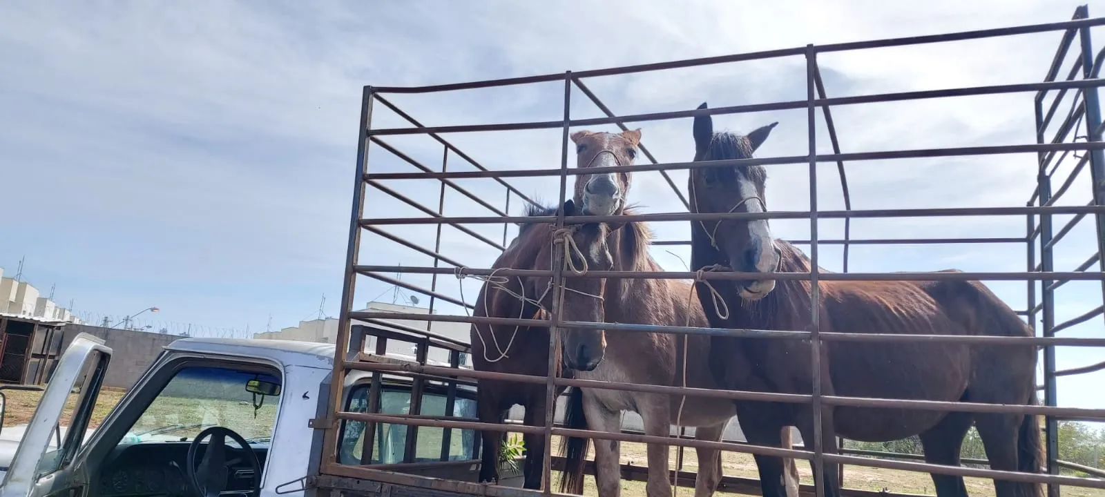 Foram furtados um burro e duas éguas