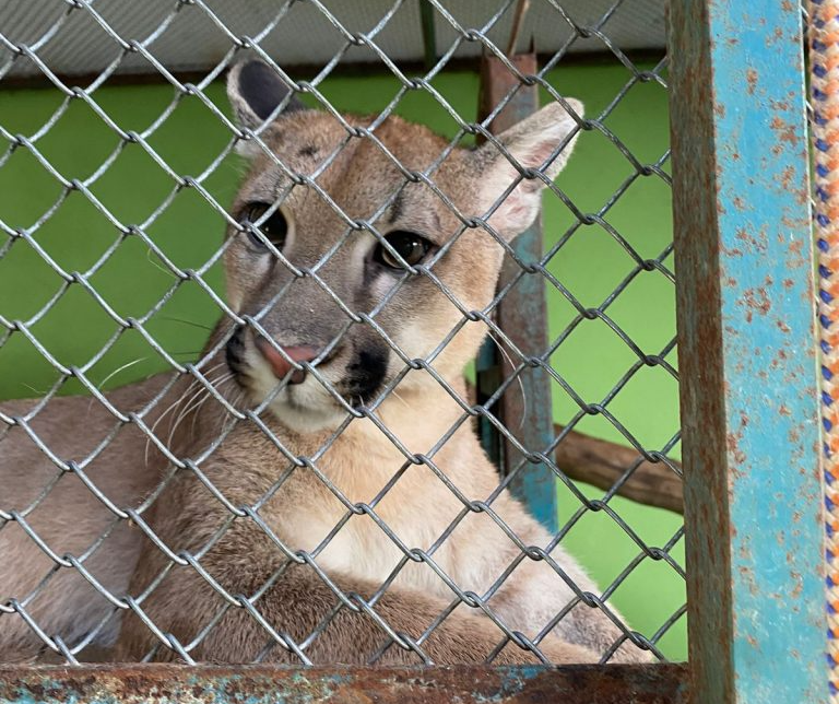 Prefeitura de Prudente busca recursos para recintos de animais resgatados Foto: www.cidadedacriancaprudente.com.br