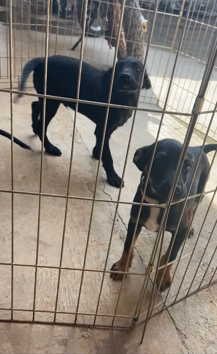 Cães sob os cuidados do Centro de Controle de Zoonoses de São José do Rio Preto (SP)