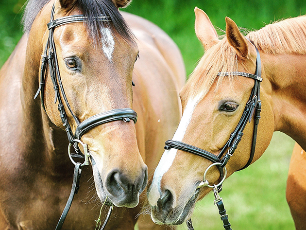 Anvisa autoriza testes em humanos de soro anticoronavírus com plasma de cavalos Raphael Wicker/Unsplash