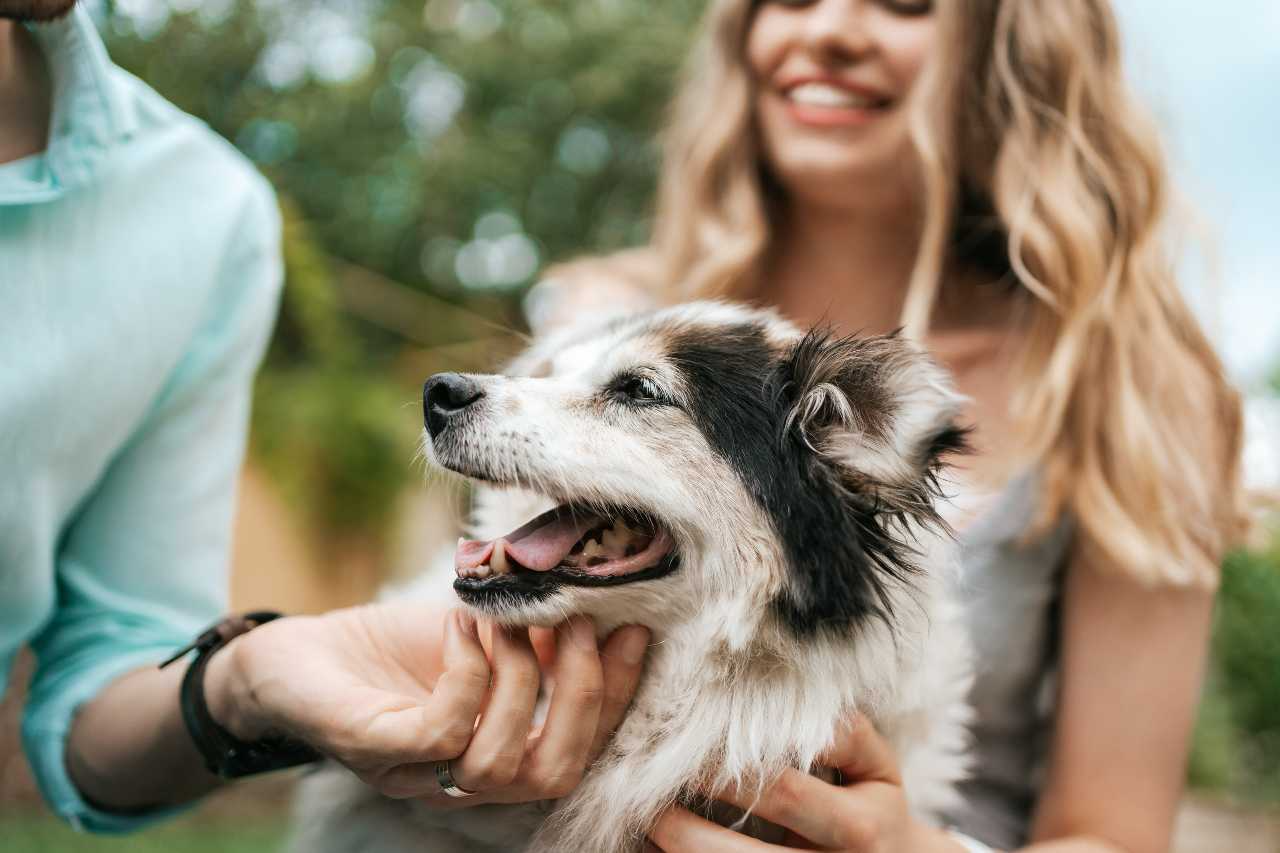 Separamos itens para os tutores de cachorros que querem alegrar o pet com presentes ArthurHidden/Freepik