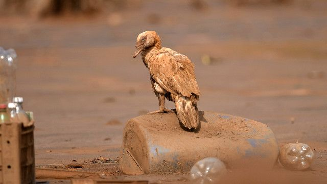 Após o desastre de barragem em 2015, cerca de 400 espécies animais foram ameaçadas AFP