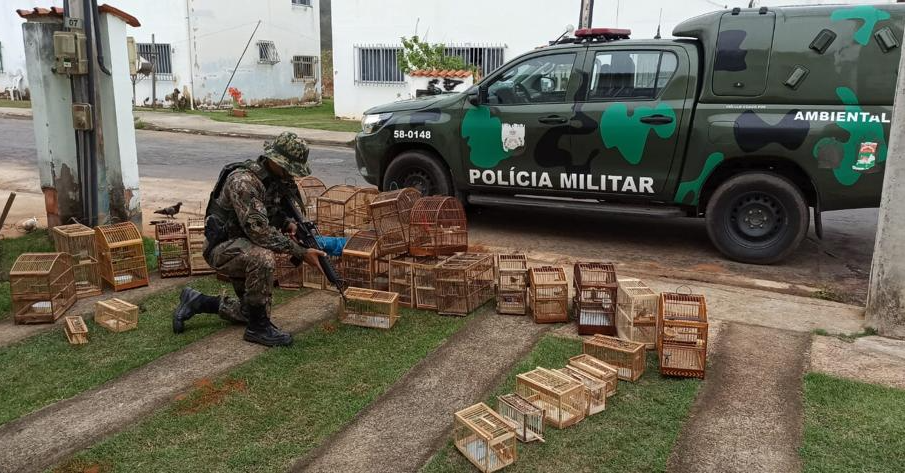 Pássaros estavam em cativeiro Divulgação/Polícia Militar