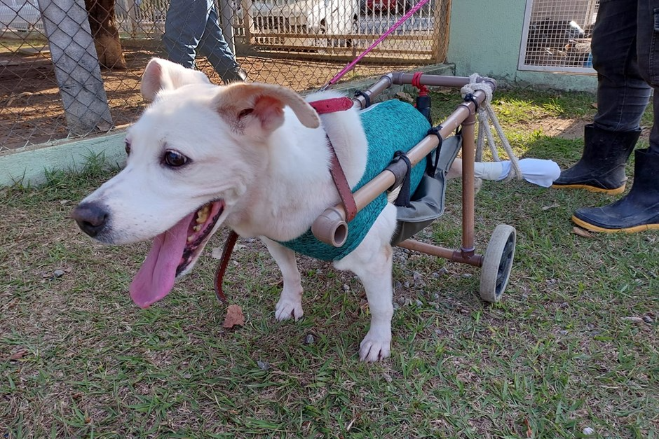 CCZ conta com cerca de 70 animais aptos para adoção, entre cães e gatos, todos castrados e Reprodução/ PMSJC