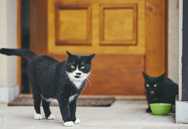 Por que os gatos não gostam de portas fechadas? Manu Karsten explica