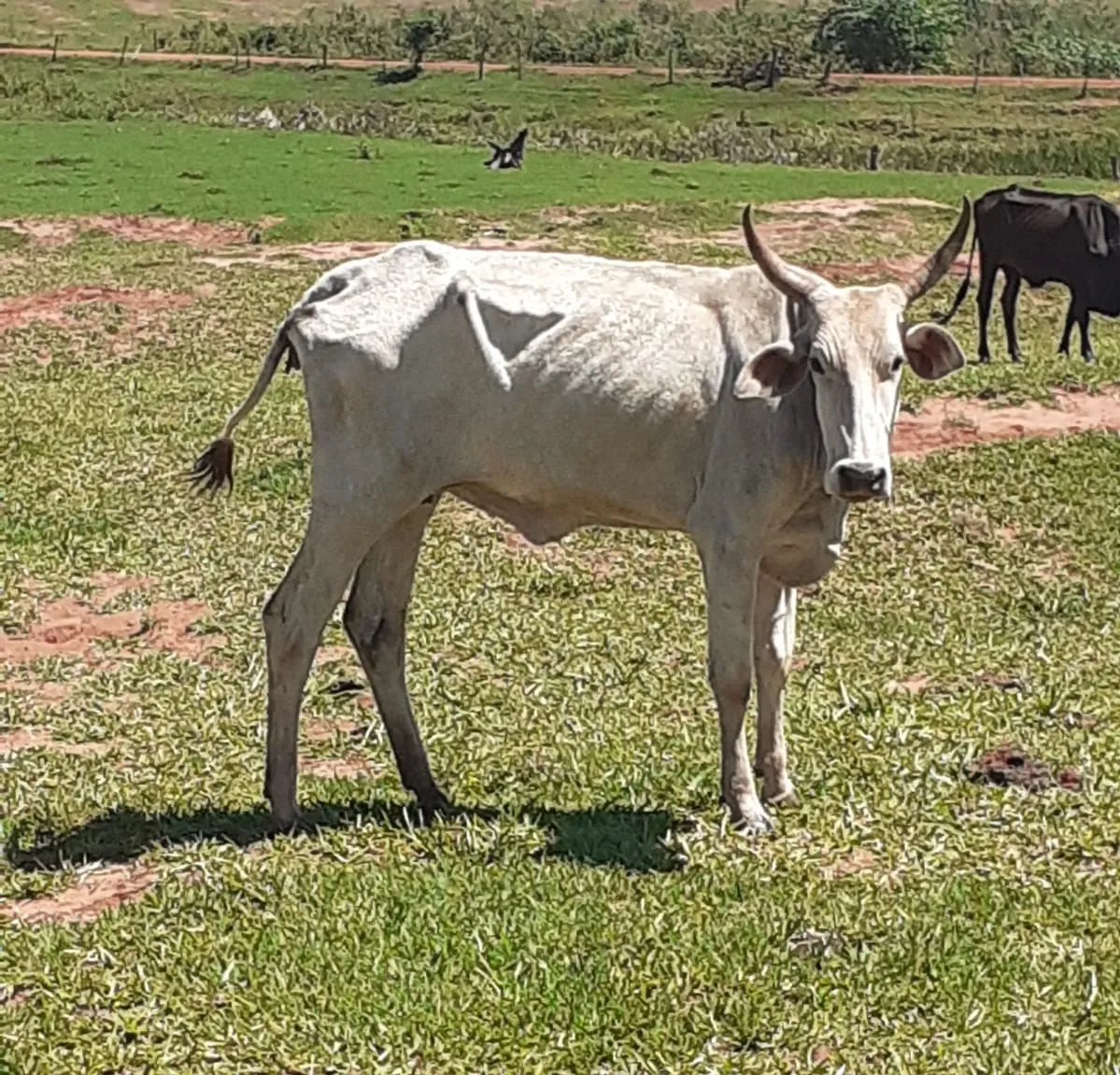 O dono dos animais recebeu multa de R$ 84 mil