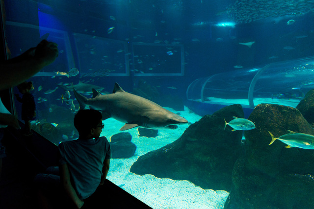 Uma das principais atrações do AquaRio, o tubarão Gastão morre de Câncer Divulgação/AquaRio