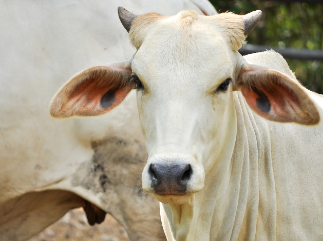 1ª edição da Expoagro tem início em Anhumas Fonte: Canva, 2022.