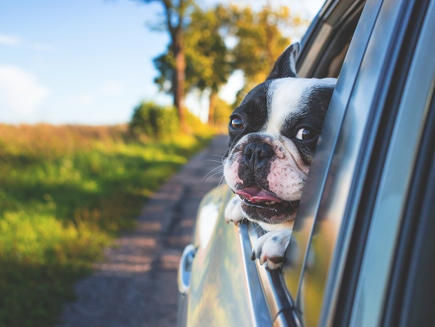 Cachorros podem ficar enjoados no carro Unsplash/Reprodução