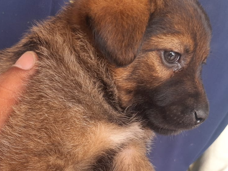 Cachorros vão ficar sob responsabilidade de outra moradora Polícia Civil