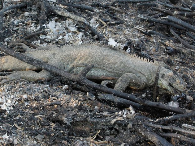 Segundo a pesquisa, foram mais de 9 milhões de mortes nas pequenas espécies dos répteis. Foto: Chico Ribeiro/Governo do Mato Grosso