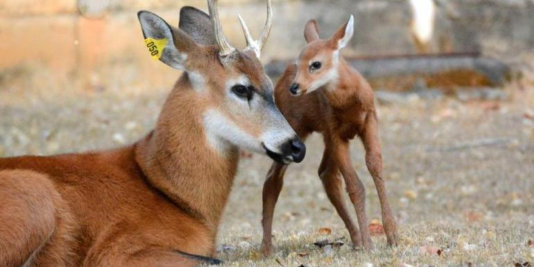 Atualmente, a instituição conta com 3.500 animais de aproximadamente 230 espécies Zoológico de BH/Reprodução