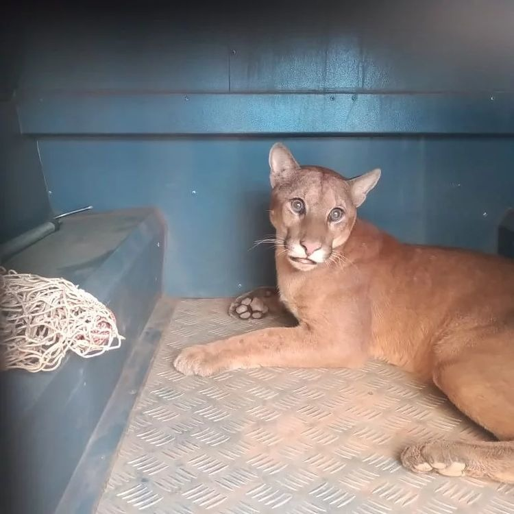 O animal foi libertado após avaliação clínica PMMG/Meio Ambiente