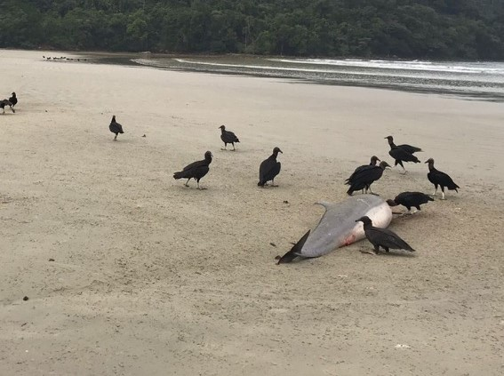 Golfinhos de Fraser encalharam na Praia de Bora Bora, em São Sebastião Divulgação/Instituto Argonauta