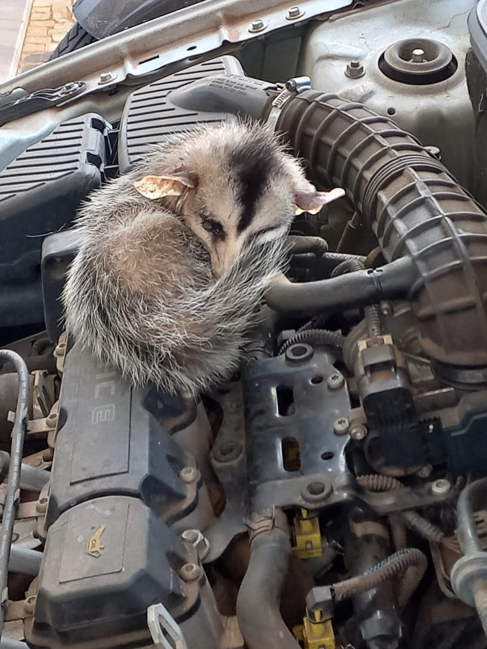 Saruê é resgatado de dentro de motor de carro  Defesa Civil