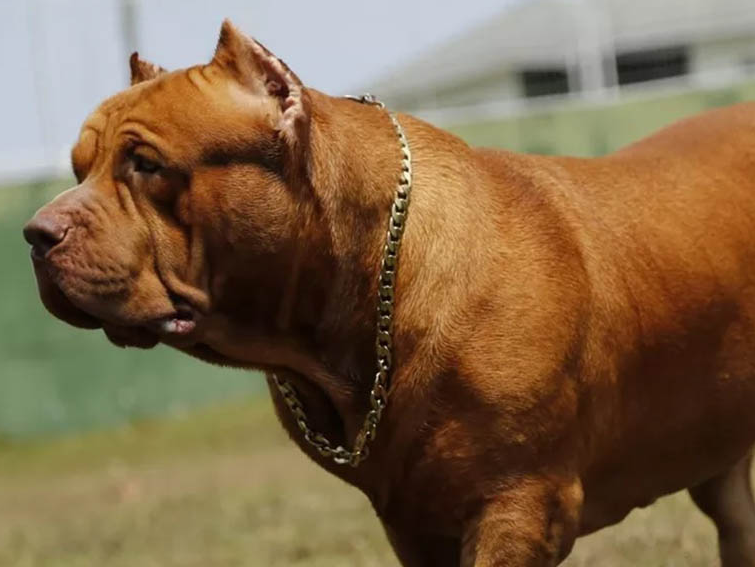 Cachorro de Rondônia pode entrar para o Guinness Book como maior pitbull do mundo
