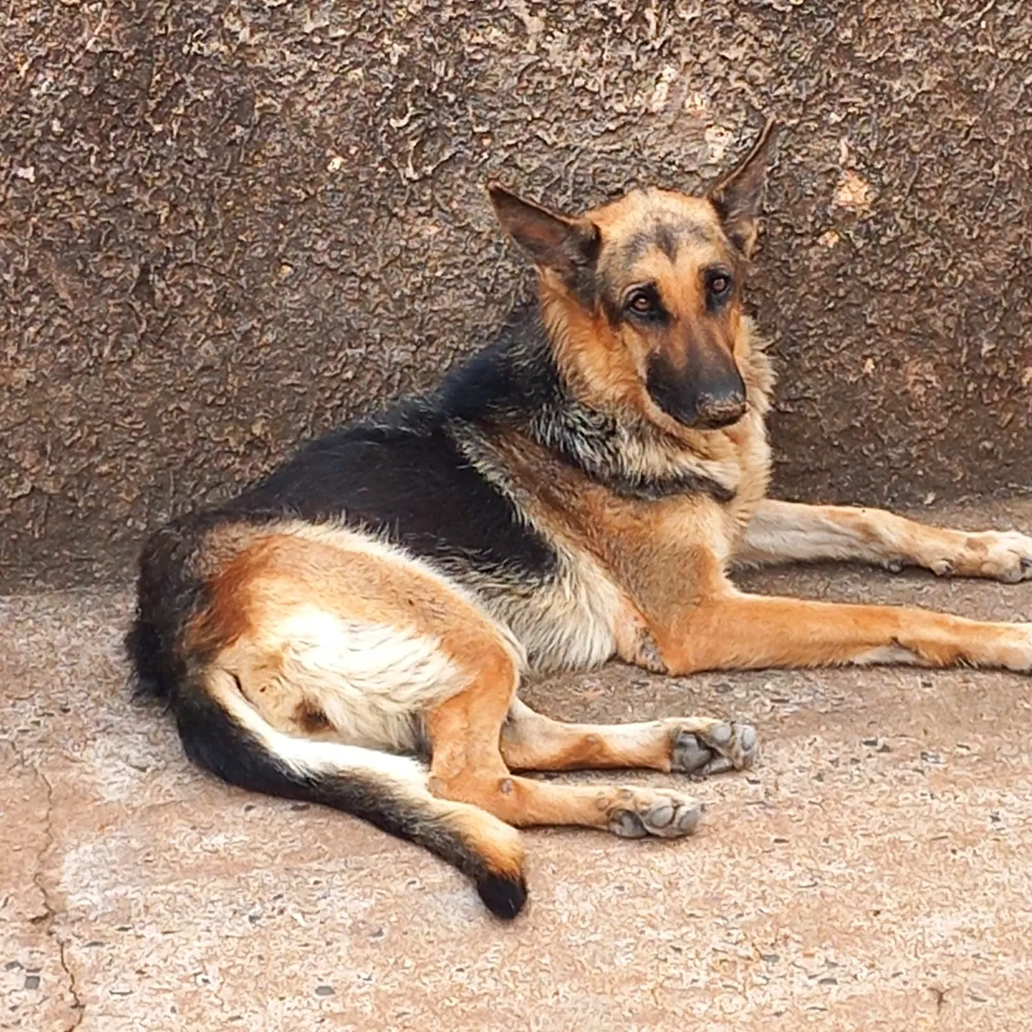 Foram resgatados dois cães da raça pastor alemão