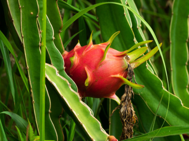 Florada da Pitaya já começou no Oeste Paulista Fonte: Canva, 2023.