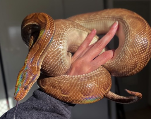 Tutores de cobras revelam como criar animal em casa