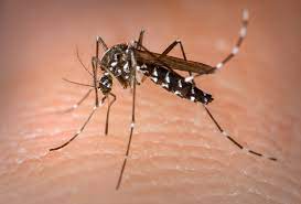 Bauru confirma mais 72 novos casos de dengue
