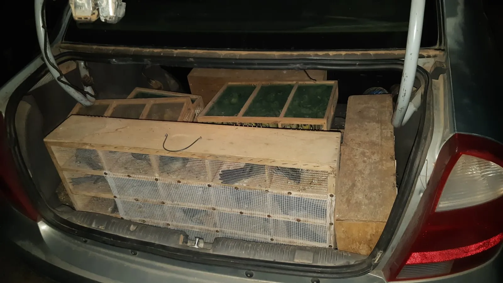 Foram encontradas 504 aves silvestre no porta-mala do Corsa Sedan