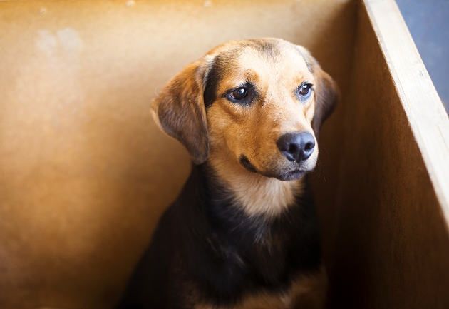 Deixar o cachorro frequentemente preso na varanda do prédio pode configurar maus-tratos, explica Manu Karsten Envato Elements