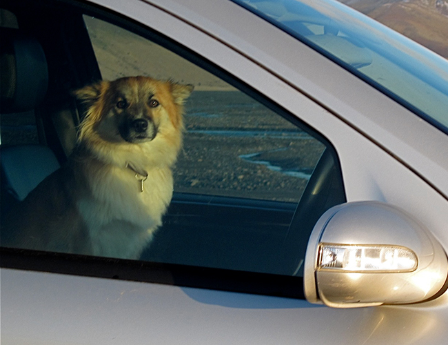 Não deixe seu pet te esperando no carro com os vidros fechados embaixo do sol