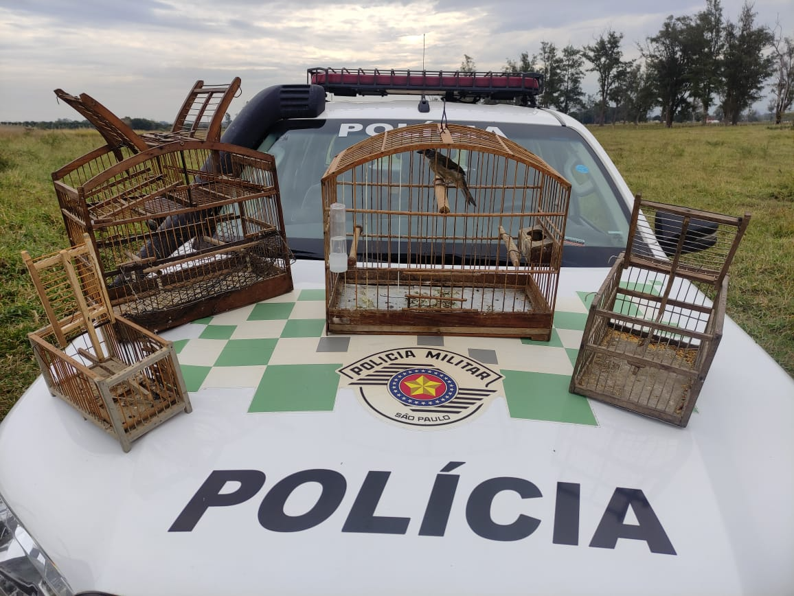 Polícia Ambiental apreende aves silvestres em Pindamonhangaba Reprodução/Polícia Ambiental