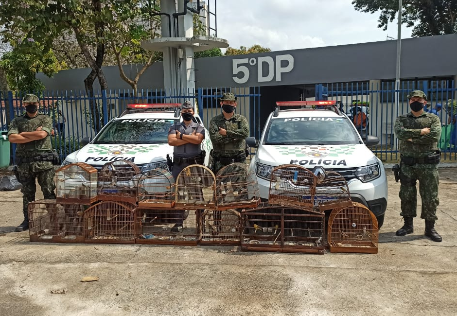 Homem é multado por manter aves silvestres em cativeiro em São José dos Campos Divulgação/Polícia Ambiental