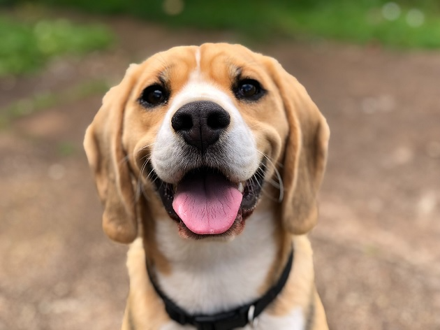 Nunca brigue com seu cachorro se ele fizer xixi no lugar errado Unsplash/Reprodução