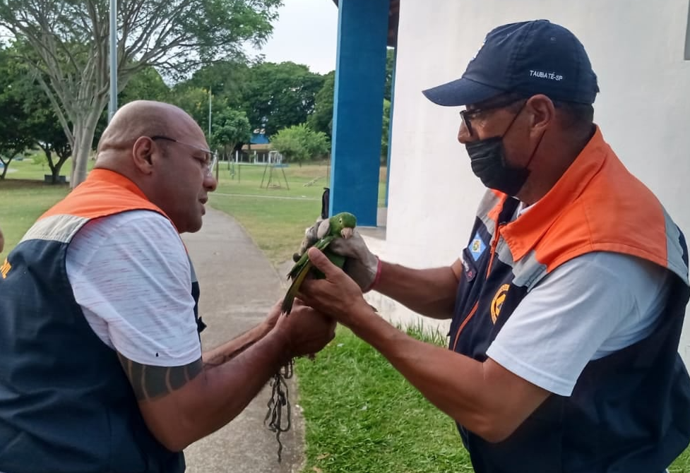 Maritaca presa em linha de carretel é resgata no SEDES, em Taubaté Divulgação/ Defesa Civil