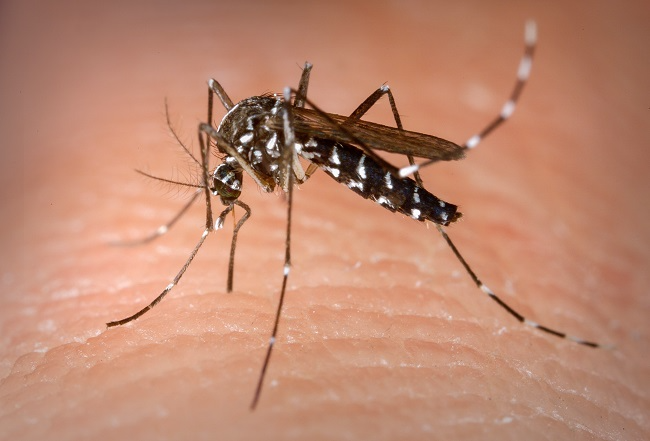 Fiocruz aponta o Sul do País como área de atenção para expansão da dengue