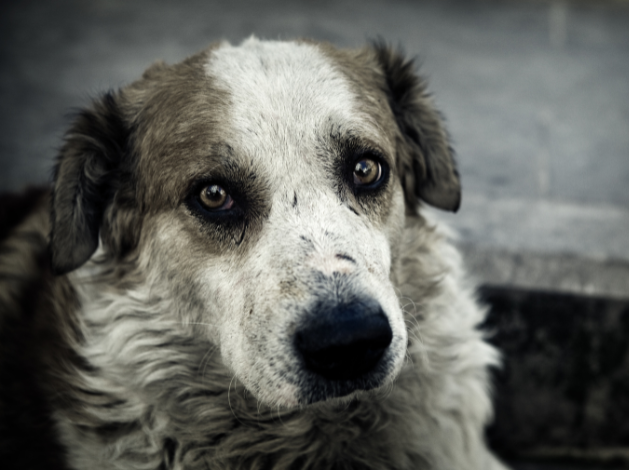 Abrigo de Animais já registrou mais de 20 cães em Prudente