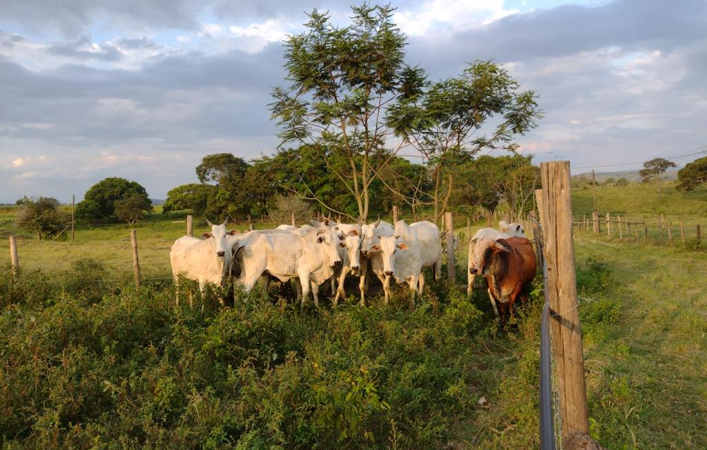 Polícia Ambiental recupera três cabeças de gado furtadas na zona rural de Potim Divulgação/ PM Ambiental