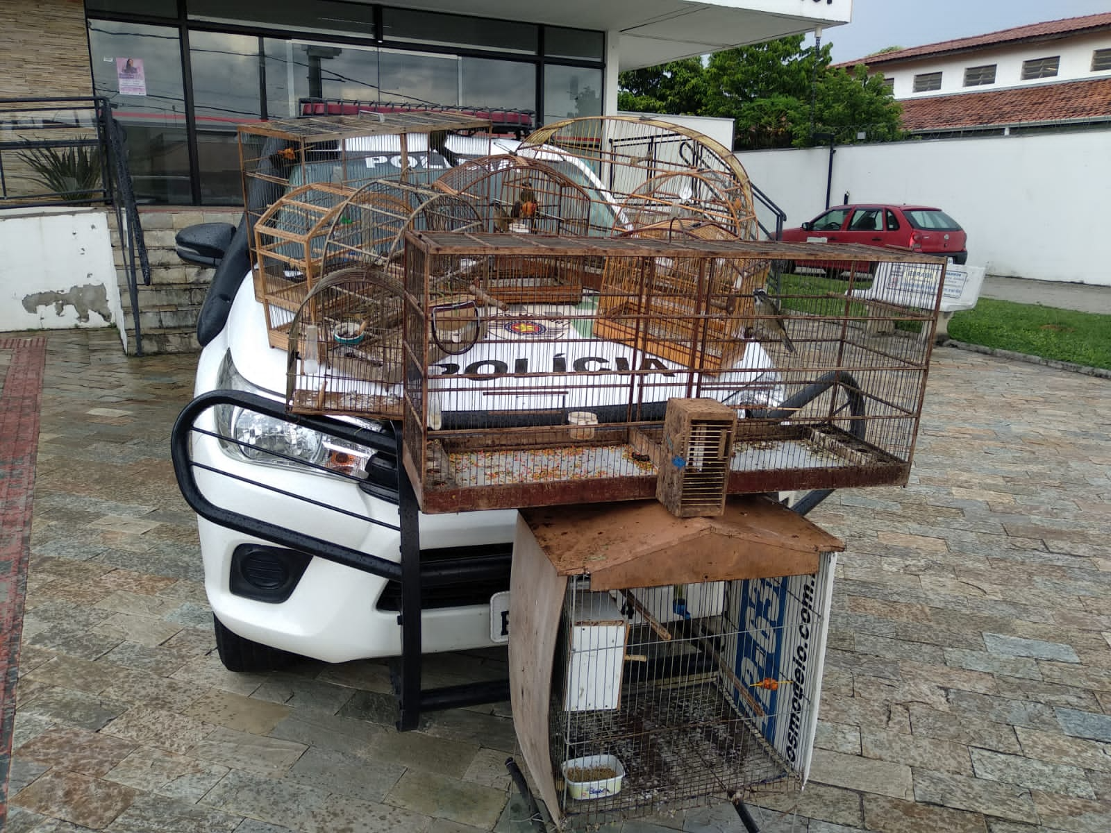 Procurado pela justiça é prezo e onze aves são recuperadas, em Pindamonhangaba Divulgação/PM Ambiental