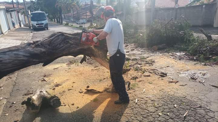 Temporal causa quedas de árvores nas ruas de Taubaté Divulgação/Defesa Civil