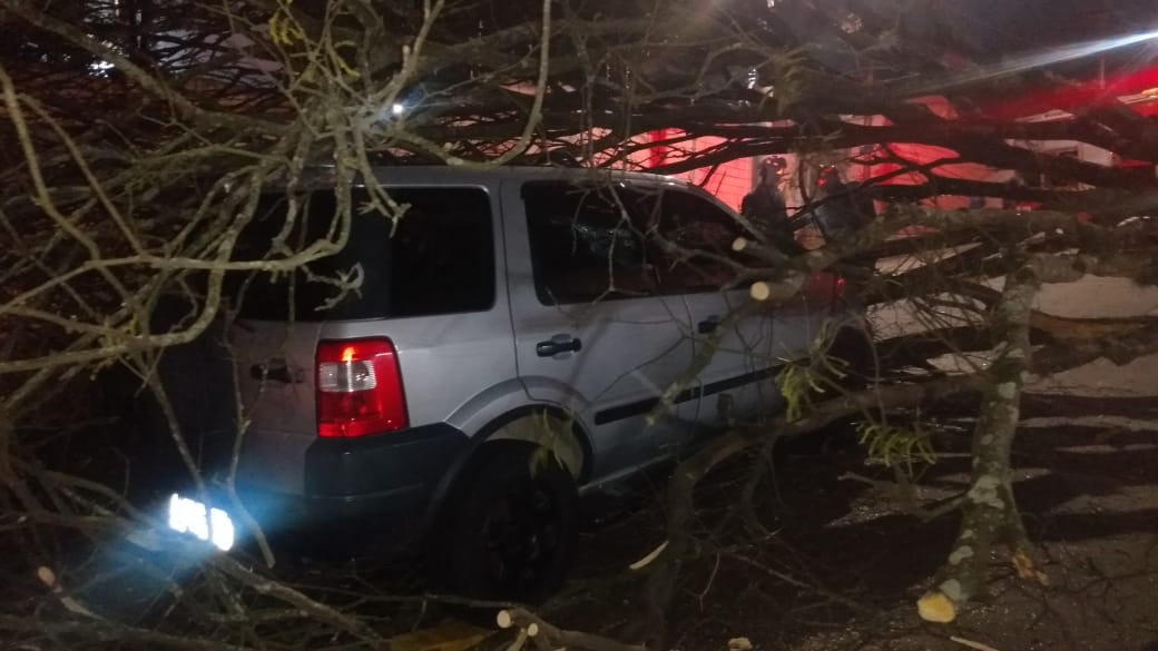 Árvore cai sobre carro e deixa pessoa ferida no Bosque em São José do Campos Reprodução/ Redes Sociais