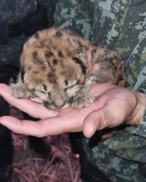 O felino foi levado para uma clínica veterinária