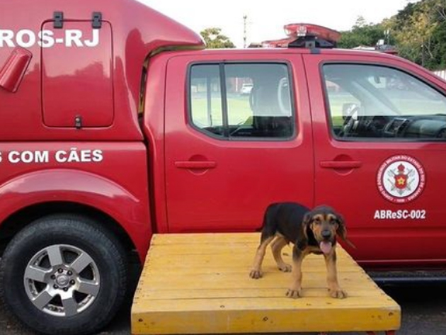 Corpo de Bombeiros abre votação para decidir nome de filhote Reprodução/BandNews FM