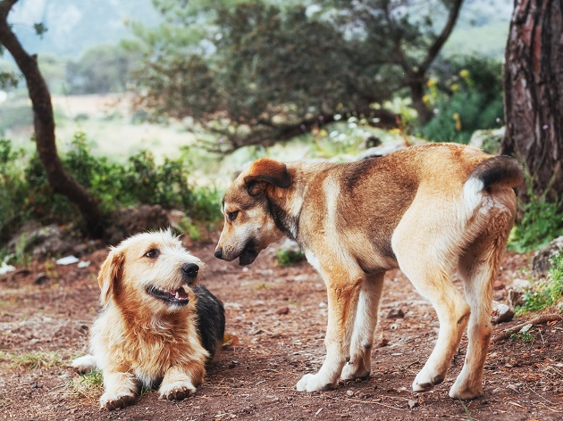 Como fazer meu cachorro se acostumar com um novo? Manu Karsten responde Envato Elements