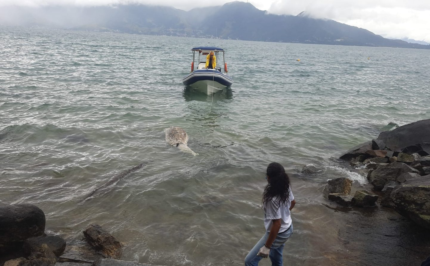 Animal foi encontrado na Praia da Garapocaia Divulgação/Defesa Civil de Ilhabela