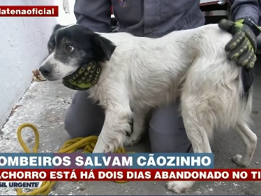 Cão é resgatado na Marginal Tietê, em São Paulo Brasil Urgente